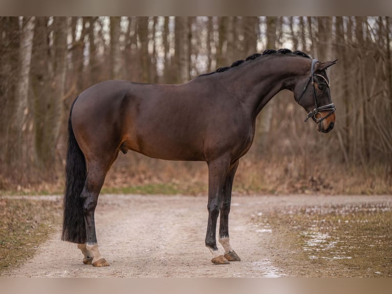 Cheval de sport allemand Hongre 8 Ans 172 cm Bai brun in Wehringen