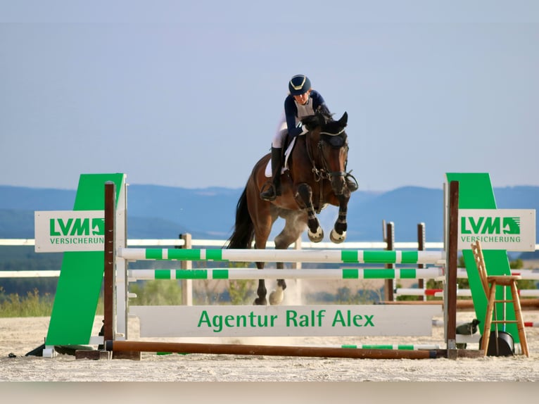 Cheval de sport allemand Hongre 8 Ans 172 cm Bai brun in Uhlstädt-Kirchhasel