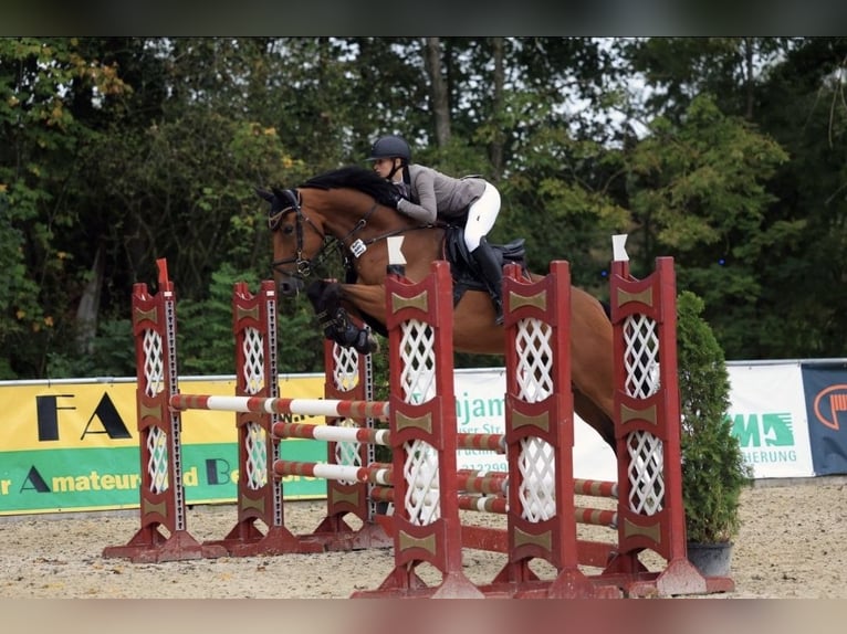 Cheval de sport allemand Hongre 8 Ans 172 cm Bai in Ingolstadt