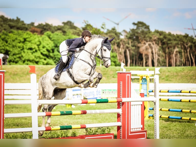 Cheval de sport allemand Hongre 8 Ans 172 cm Gris in Sch&#xF6;nwalde