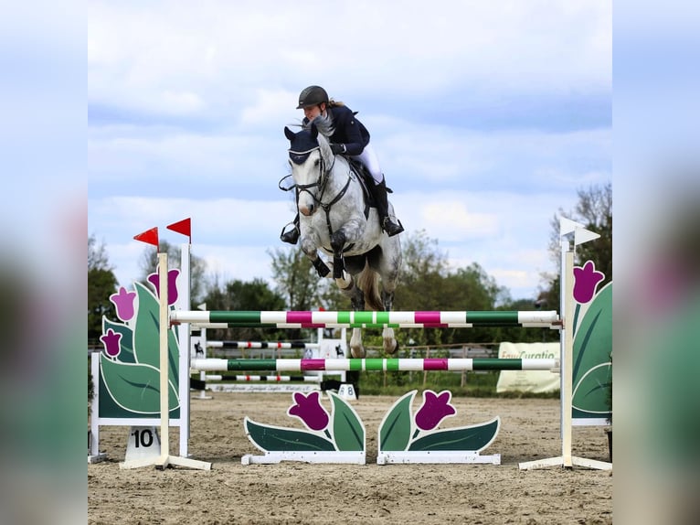 Cheval de sport allemand Hongre 8 Ans 172 cm Gris in Sch&#xF6;nwalde
