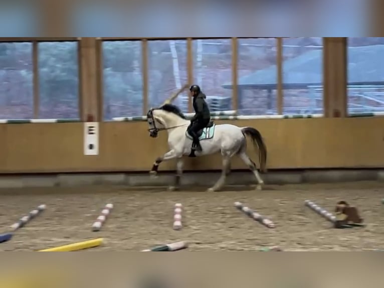 Cheval de sport allemand Hongre 8 Ans 173 cm Gris pommelé in Göda