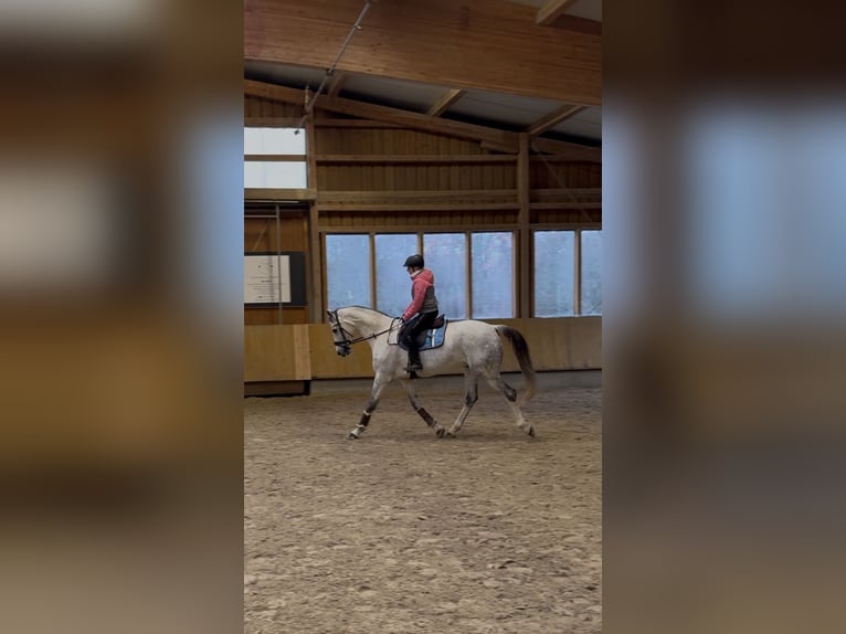 Cheval de sport allemand Hongre 8 Ans 173 cm Gris pommelé in Göda