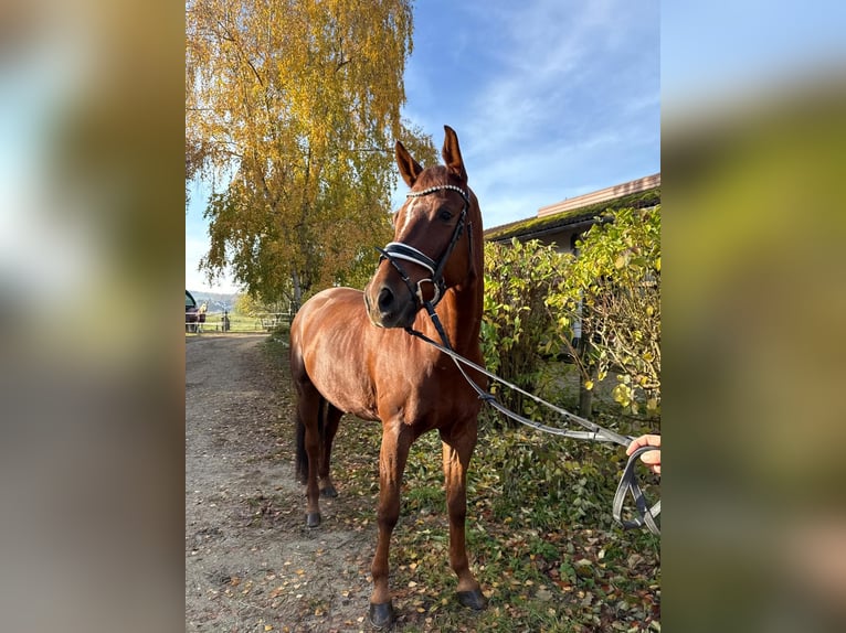 Cheval de sport allemand Hongre 8 Ans 174 cm Alezan brûlé in Rudelzhausen
