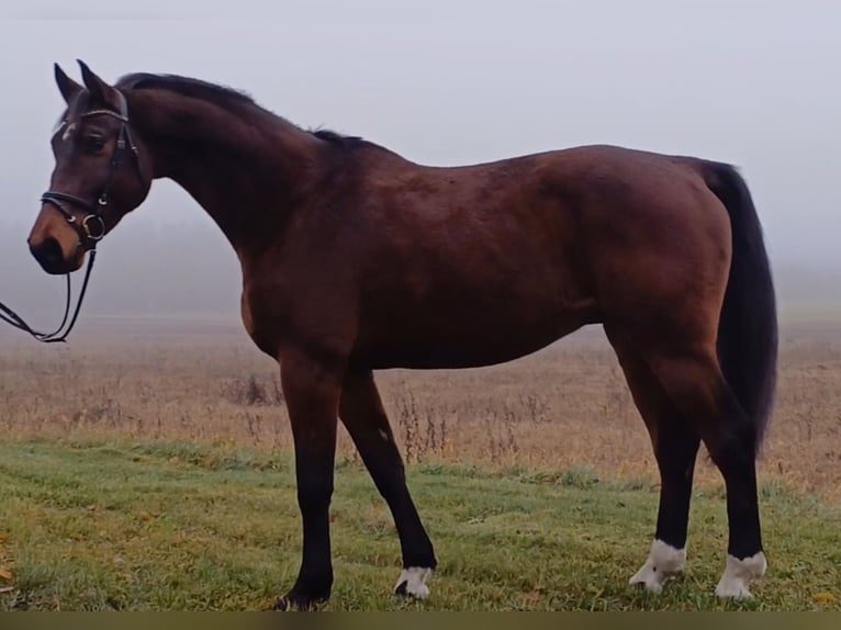 Cheval de sport allemand Hongre 8 Ans 174 cm Bai in Neustadt (Dosse)