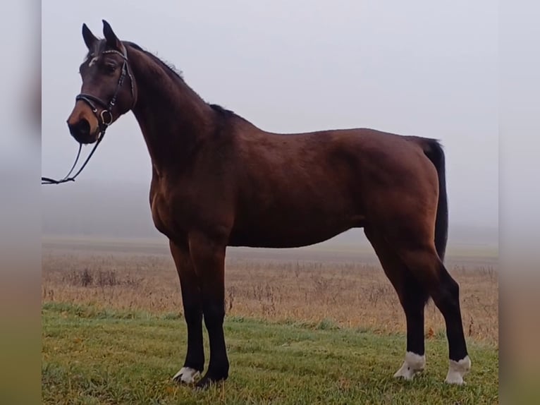 Cheval de sport allemand Hongre 8 Ans 174 cm Bai in Neustadt (Dosse)