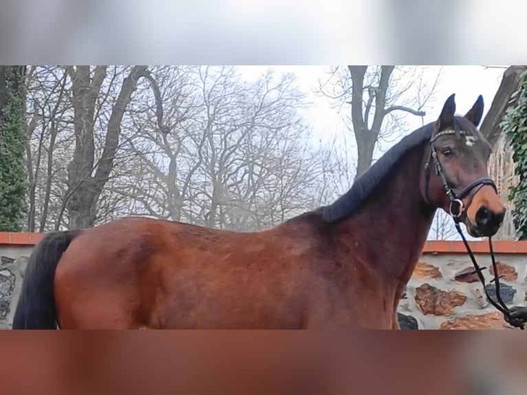Cheval de sport allemand Hongre 8 Ans 174 cm Bai in Neustadt (Dosse)