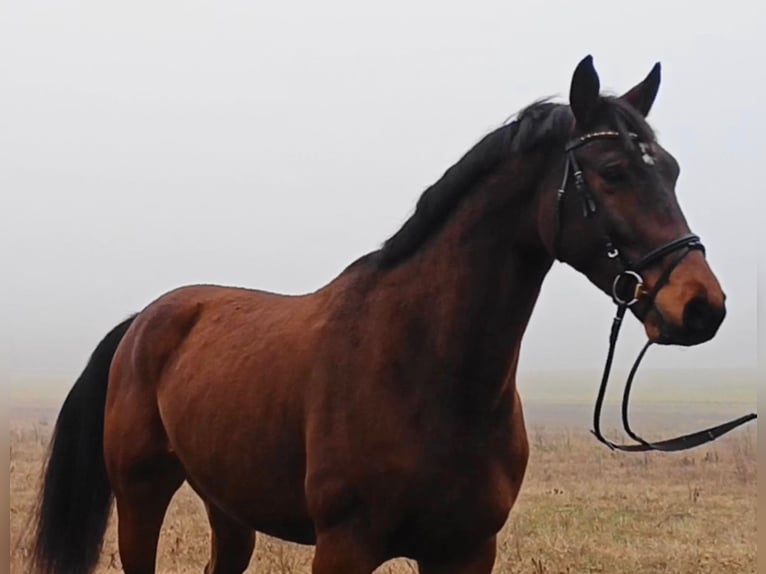 Cheval de sport allemand Hongre 8 Ans 174 cm Bai in Neustadt (Dosse)