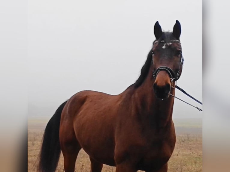 Cheval de sport allemand Hongre 8 Ans 174 cm Bai in Neustadt (Dosse)