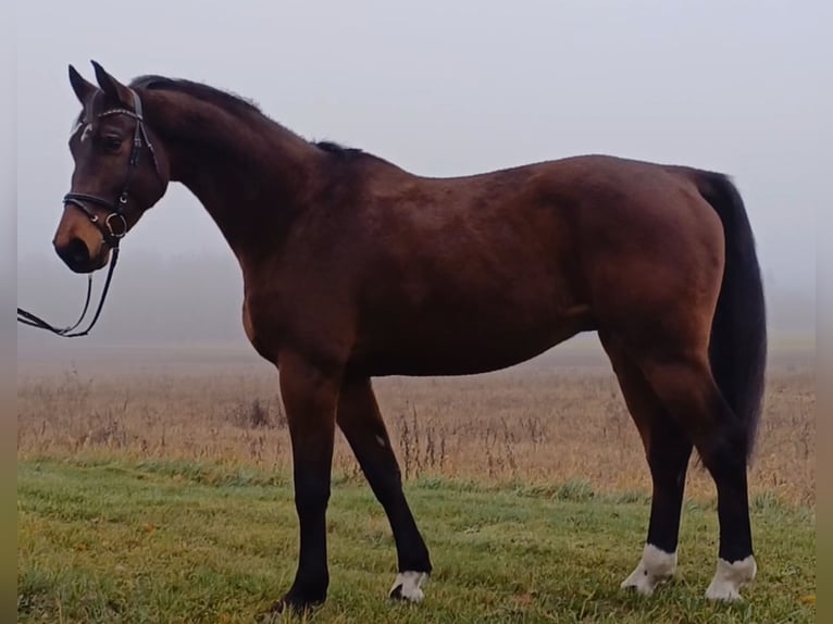 Cheval de sport allemand Hongre 8 Ans 174 cm Bai in Neustadt (Dosse)