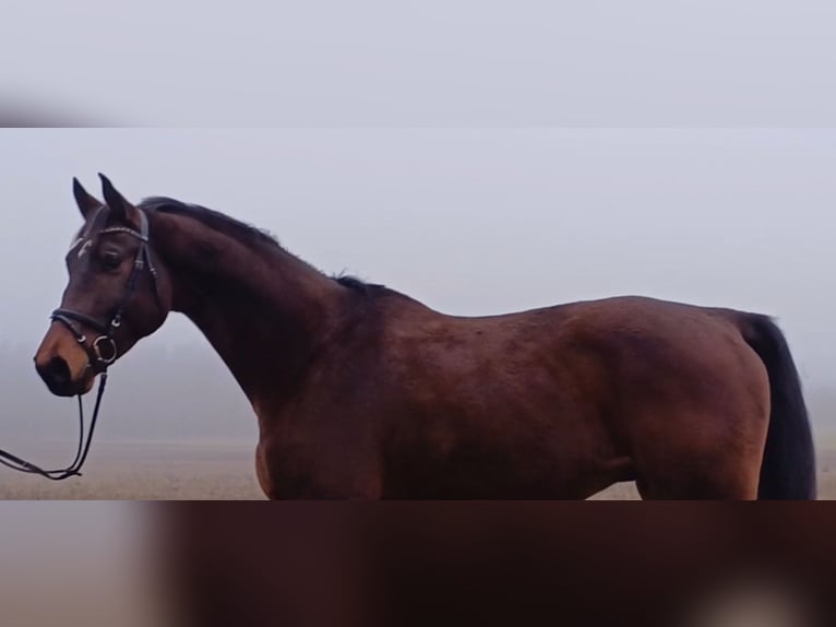 Cheval de sport allemand Hongre 8 Ans 174 cm Bai in Neustadt (Dosse)