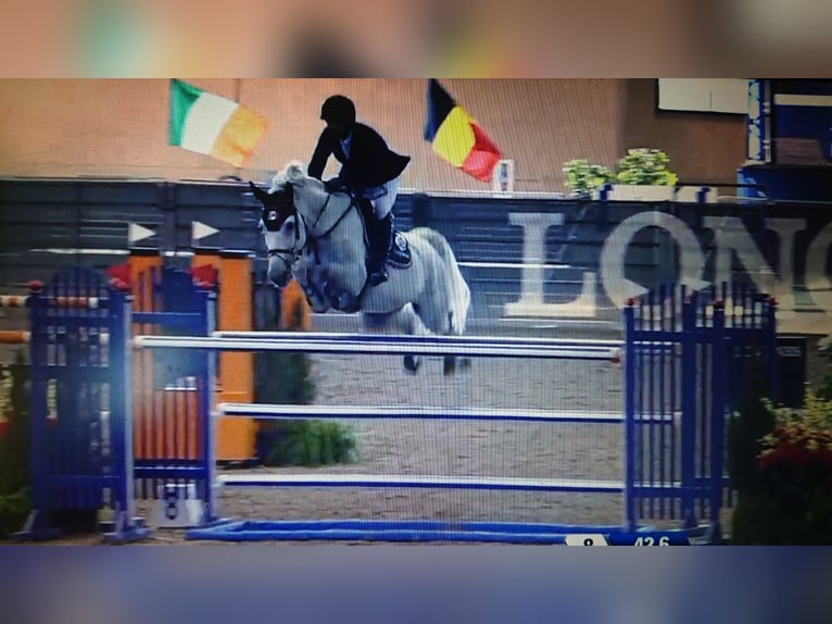 Cheval de sport allemand Hongre 8 Ans 174 cm Gris in Perleberg