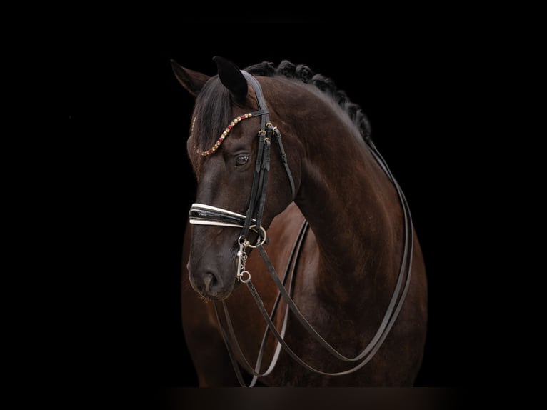 Cheval de sport allemand Hongre 8 Ans 174 cm Noir in Wehringen