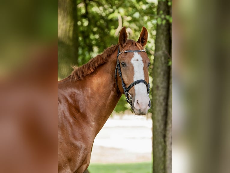 Cheval de sport allemand Hongre 8 Ans 175 cm Alezan in Cottbus