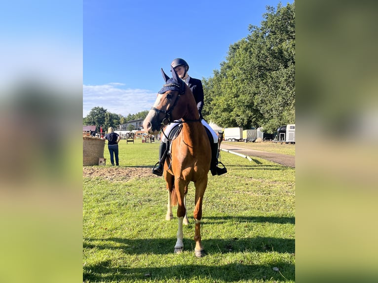 Cheval de sport allemand Hongre 8 Ans 175 cm Alezan in Cottbus