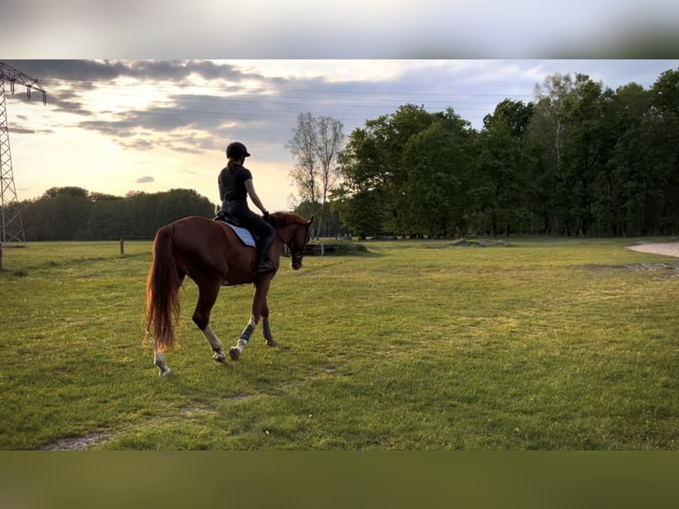 Cheval de sport allemand Hongre 8 Ans 175 cm Alezan in Cottbus