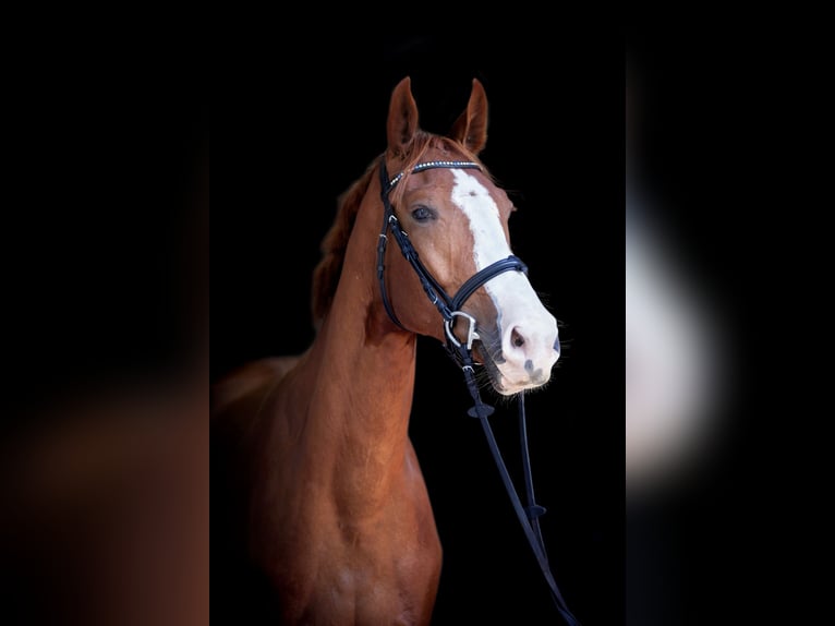 Cheval de sport allemand Hongre 8 Ans 175 cm Alezan in Cottbus