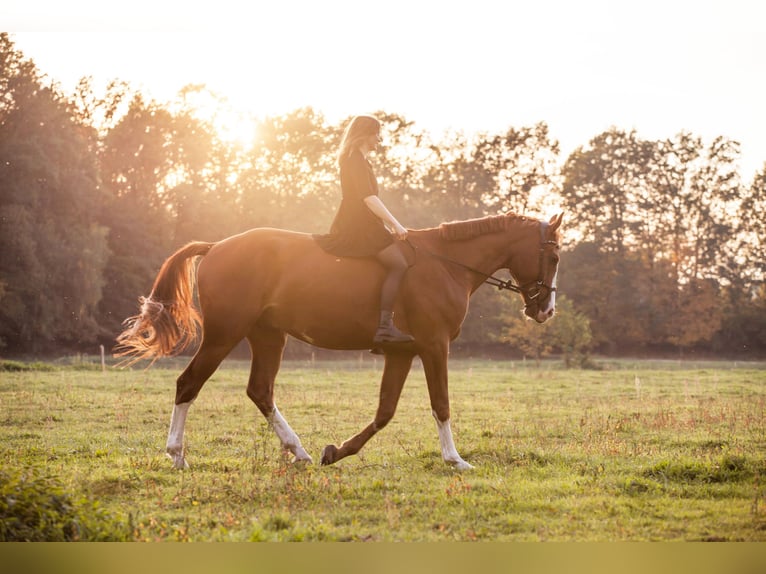 Cheval de sport allemand Hongre 8 Ans 175 cm Alezan in Cottbus