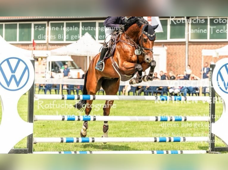 Cheval de sport allemand Hongre 8 Ans 175 cm Bai in Braunschweig