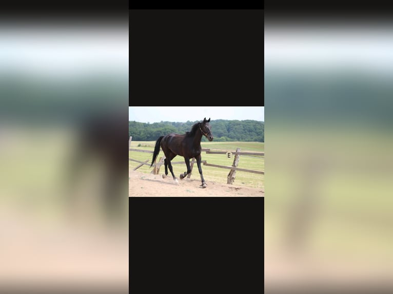 Cheval de sport allemand Hongre 8 Ans 176 cm Noir in Bad M&#xFC;nstereifel
