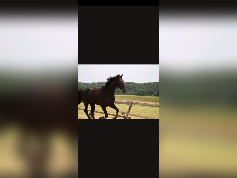 Cheval de sport allemand Hongre 8 Ans 176 cm Noir in Bad M&#xFC;nstereifel