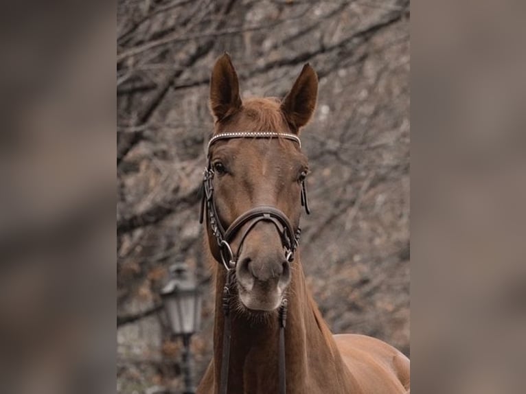 Cheval de sport allemand Hongre 8 Ans 178 cm Alezan in Kehl