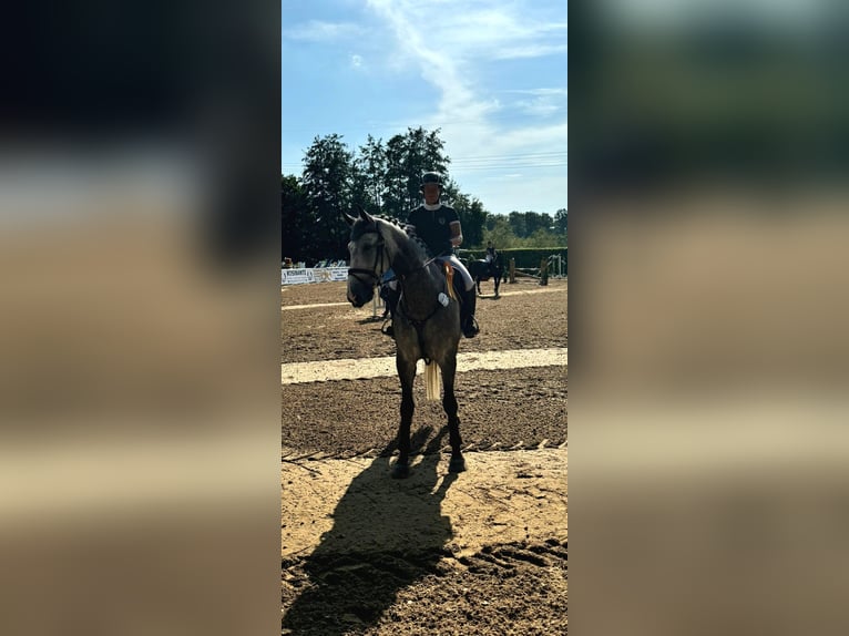 Cheval de sport allemand Hongre 8 Ans 178 cm Gris in Schwarmstedt