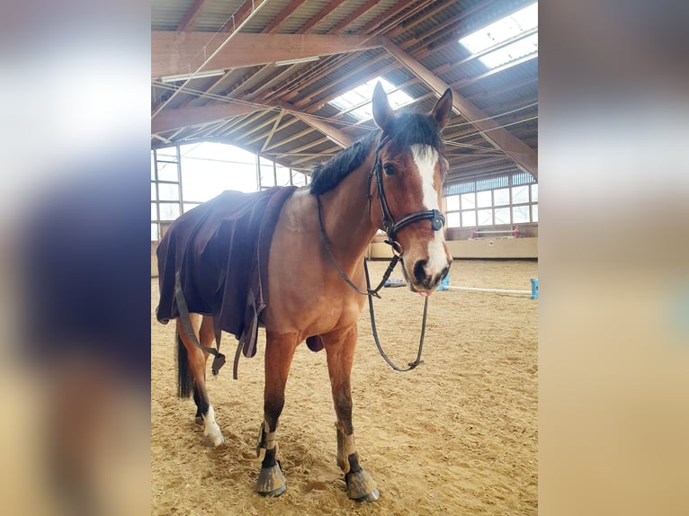 Cheval de sport allemand Hongre 8 Ans 179 cm Bai in Wiernsheim