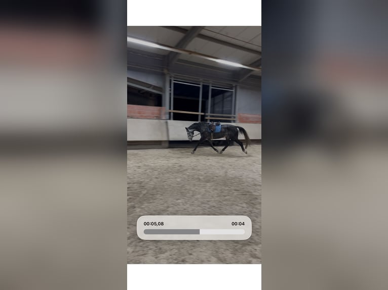 Cheval de sport allemand Hongre 8 Ans 183 cm Gris in Bruchweiler-Bärenbach