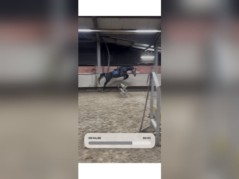 Cheval de sport allemand Hongre 8 Ans 183 cm Gris in Bruchweiler-Bärenbach