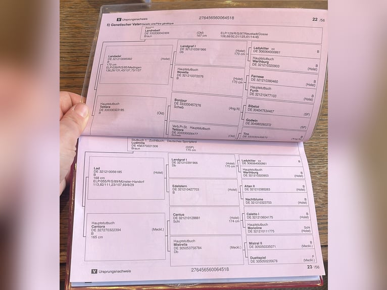 Cheval de sport allemand Hongre 8 Ans Bai in Stainz