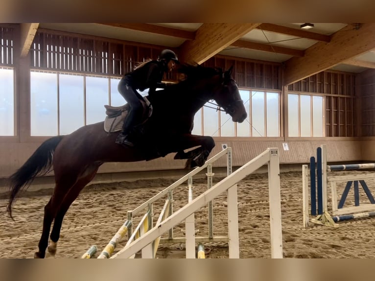 Cheval de sport allemand Hongre 8 Ans Bai in Stainz