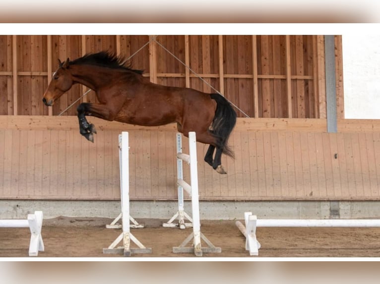 Cheval de sport allemand Hongre 8 Ans Bai in Stainz