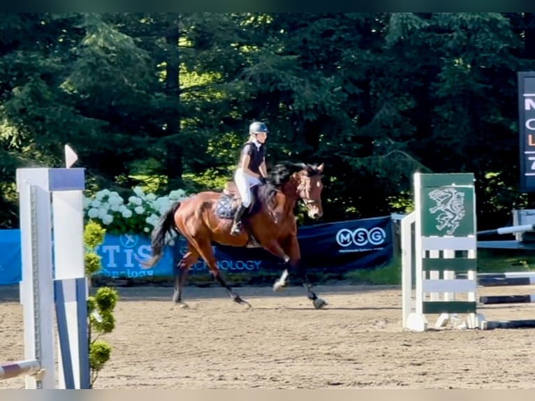 Cheval de sport allemand Hongre 8 Ans Bai in Stainz