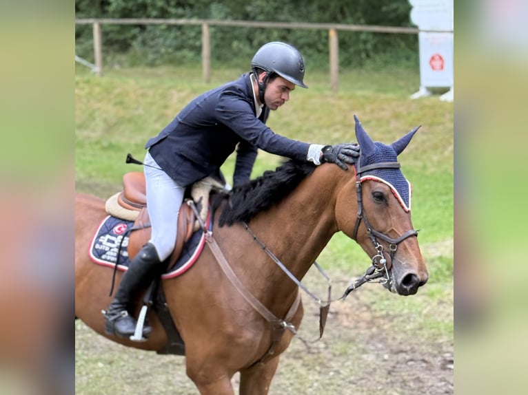 Cheval de sport allemand Hongre 8 Ans Bai in Thuine