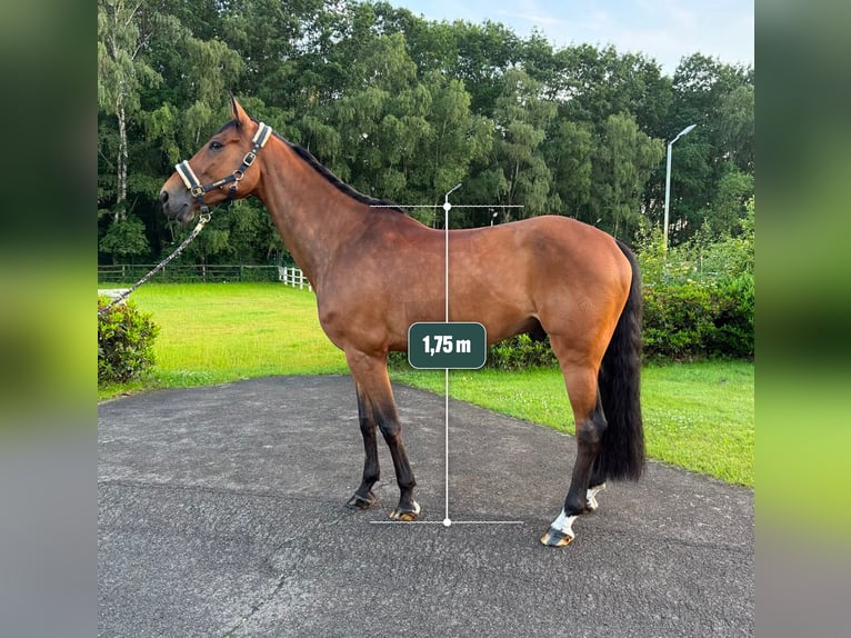 Cheval de sport allemand Hongre 8 Ans Bai in Thuine