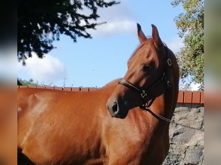 Cheval de sport allemand Hongre 9 Ans 158 cm Alezan in Neustadt/Dosse