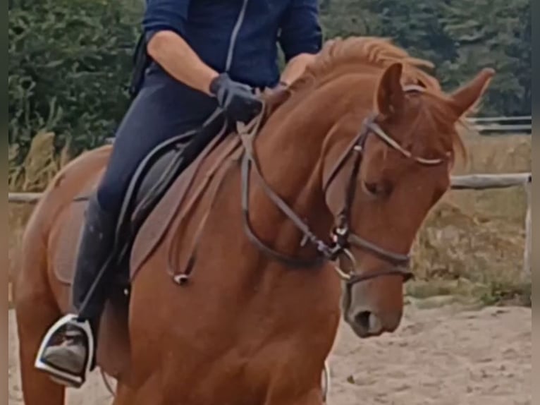 Cheval de sport allemand Hongre 9 Ans 158 cm Alezan in Ringelsdorf