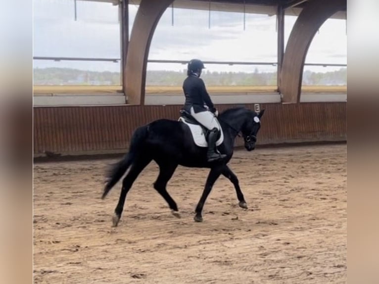 Cheval de sport allemand Hongre 9 Ans 164 cm Noir in Reichenbach/Vogtland