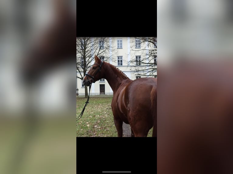 Cheval de sport allemand Hongre 9 Ans 165 cm Alezan in Lichtenau