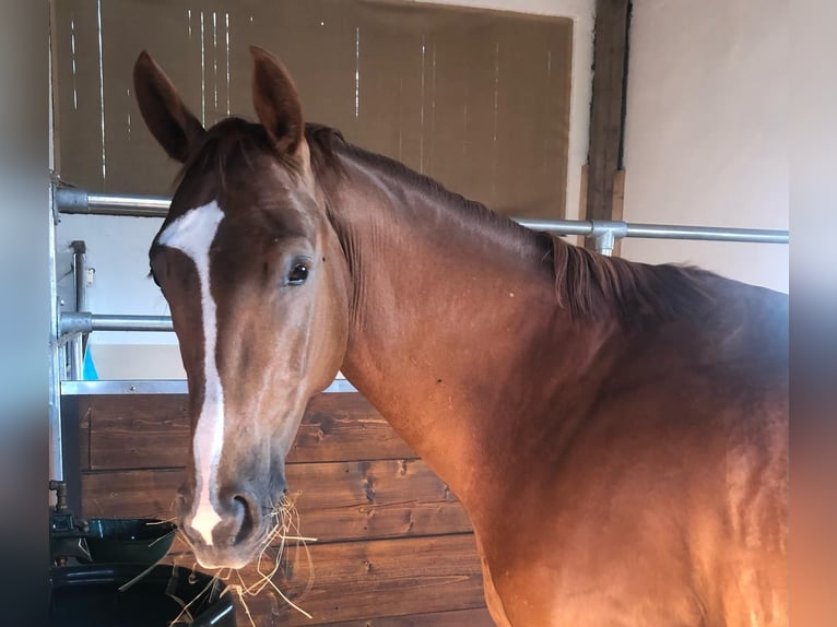 Cheval de sport allemand Hongre 9 Ans 165 cm Alezan in Lichtenau