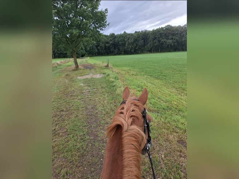 Cheval de sport allemand Hongre 9 Ans 165 cm Alezan in Westerstede