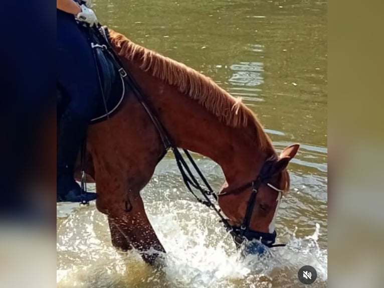 Cheval de sport allemand Hongre 9 Ans 165 cm Alezan in Westerstede