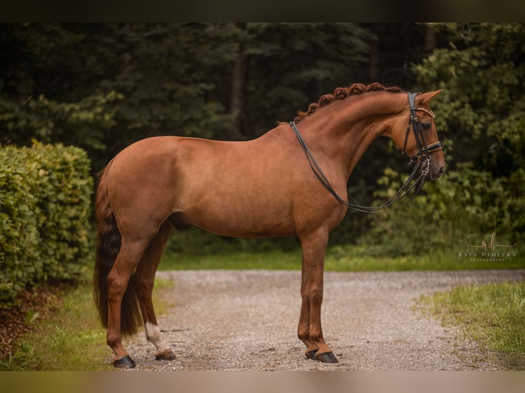 Cheval de sport allemand Hongre 9 Ans 166 cm Alezan brûlé in Wehringen