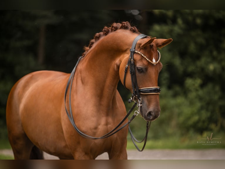 Cheval de sport allemand Hongre 9 Ans 166 cm Alezan brûlé in Wehringen