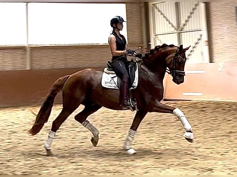 Cheval de sport allemand Hongre 9 Ans 166 cm Alezan brûlé in Wehringen