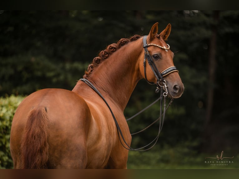 Cheval de sport allemand Hongre 9 Ans 166 cm Alezan brûlé in Wehringen