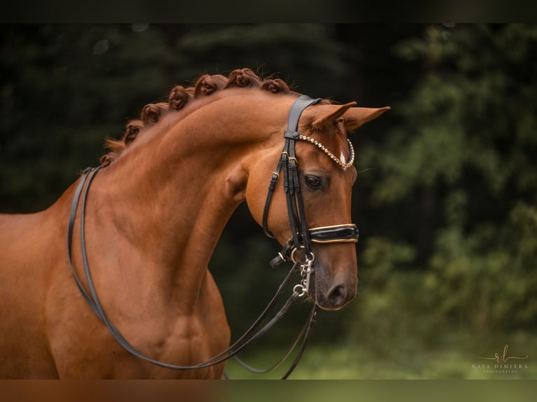 Cheval de sport allemand Hongre 9 Ans 166 cm Alezan brûlé in Wehringen