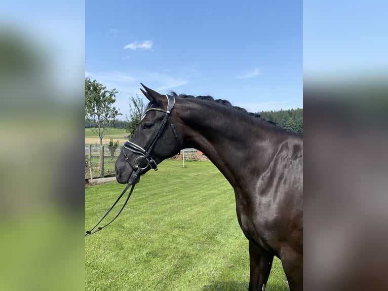 Cheval de sport allemand Hongre 9 Ans 167 cm Noir in Ohlsdorf