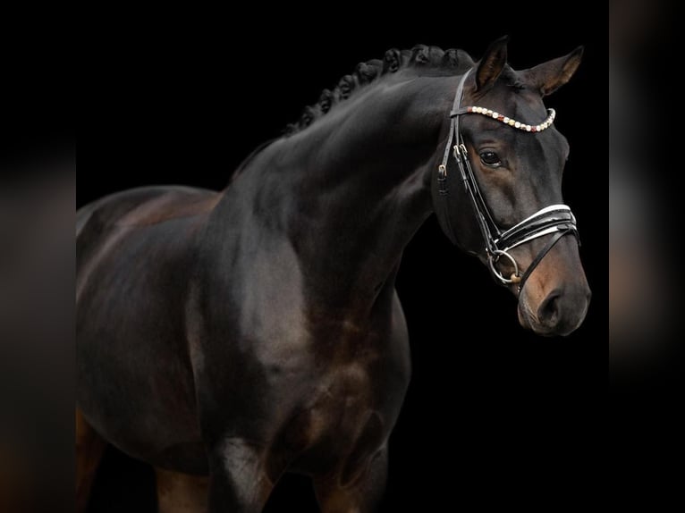 Cheval de sport allemand Hongre 9 Ans 168 cm Bai brun in Santarém